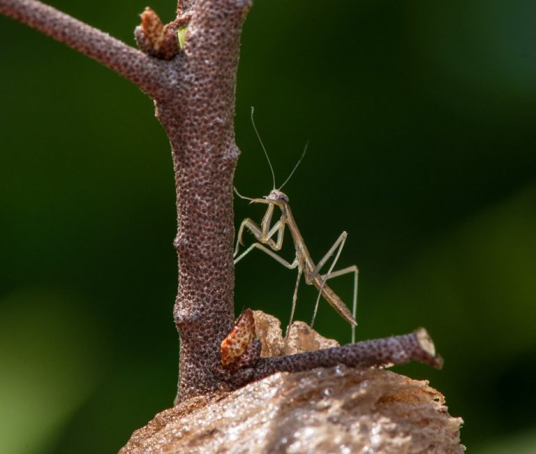 Los Mantis De Oraci N Marrones Ciclo De Vida H Bitat Comportamiento