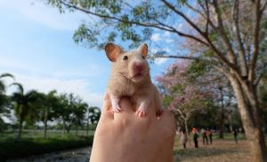 Trampa para Ratas y Ratones JUPITER (Cebo con Pegamento) — Suchina