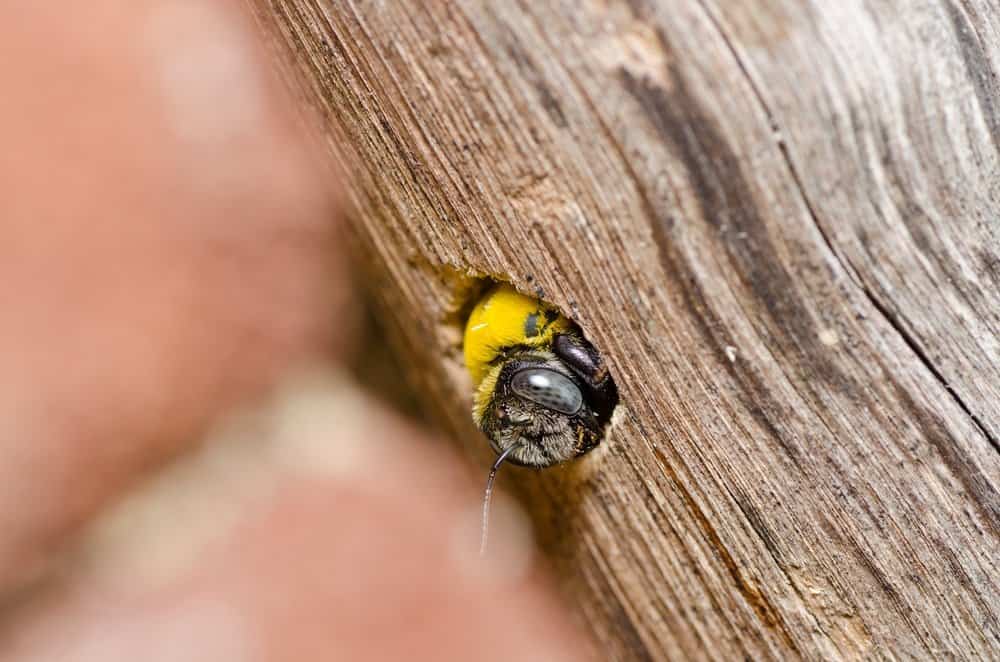 ¿La Abeja del Carpintero Pita? & Cómo Reparar el Daño de Abeja