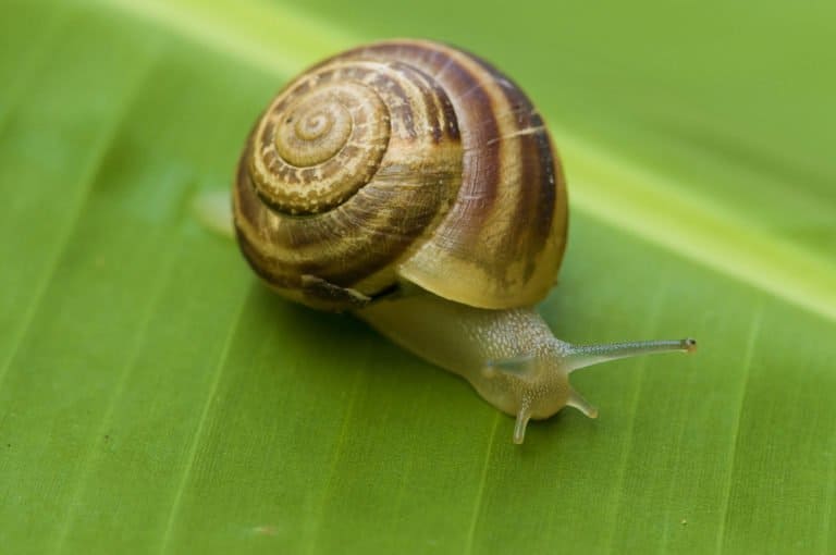 Características del caracol Tipos, Alimentación Demascotas.info