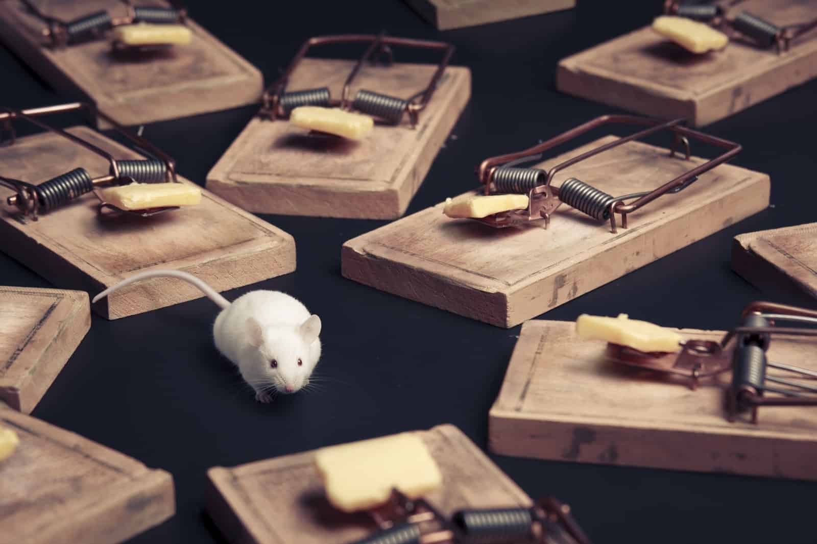 Top 10 piège à souris, Las mejores ideas para trampas para ratas