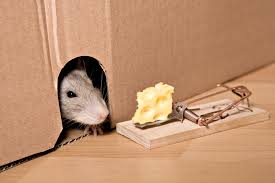 Top 10 piège à souris, Las mejores ideas para trampas para ratas