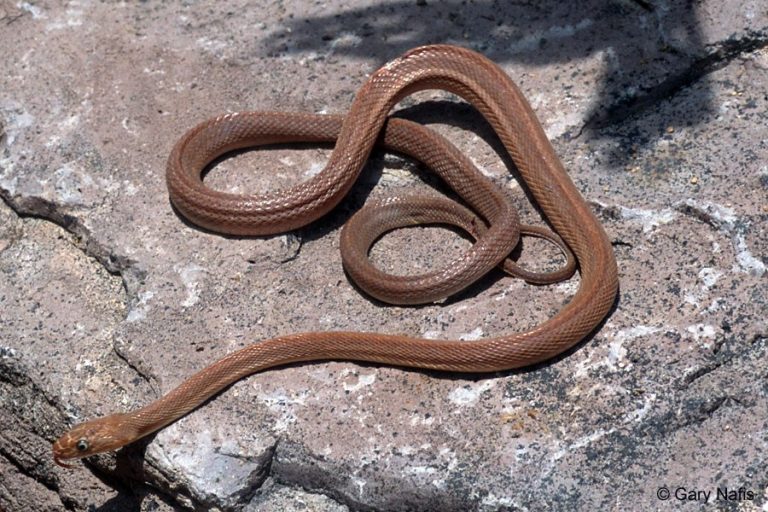 6 Datos Básicos De La Serpiente De La Rata, 5 Especies Comunes Y 5 ...